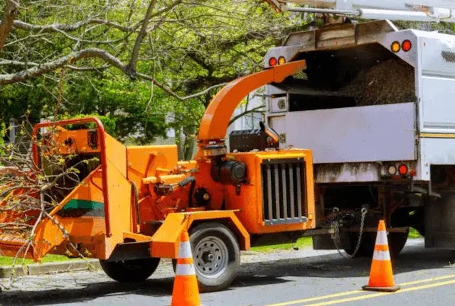 tree removal pinal az