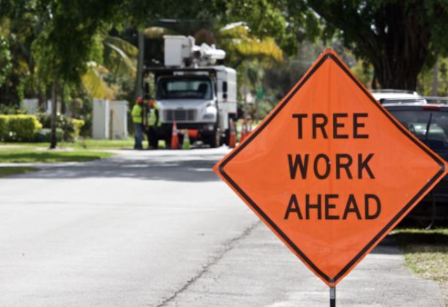 emergency tree removal pinal
