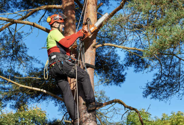 tree pruning pinal az