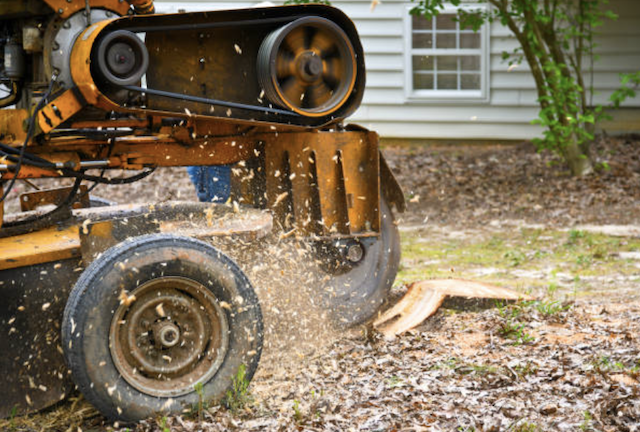 stump grinding pinal az