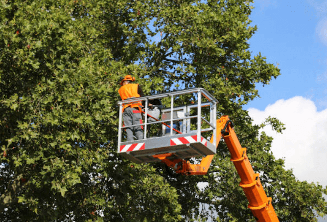  tree trimming pinal