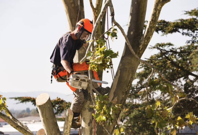 tree removal pinal