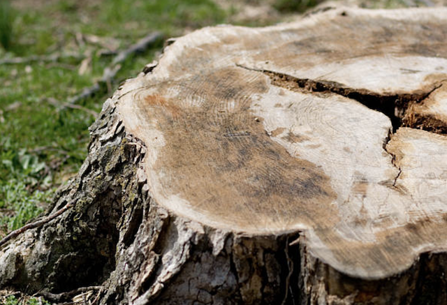 tree stump pinal